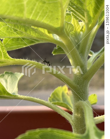 Large Black Ant Crawling on Young Sunflower Stem Helianthus Annuus Large Black Ant Crawling on Young Sunflower Stem Helianthus Annuus 139611004
