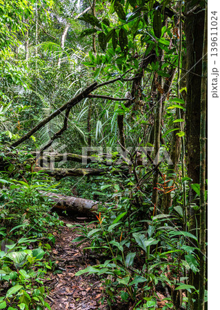 Hike through the rainforest on river island in the green amazon rainforest in Brazil. Hike through the rainforest on river island in the green amazon rainforest in Brazil. 139611024