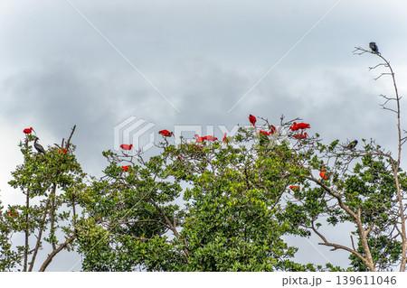 Scarlet ibis flying back home to their sleeping place, Revoada dos guaras on the Delta of the Parnaiba River in Brazil Scarlet ibis flying back home to their sleeping place, Revoada dos guaras on the Delta of the Parnaiba River in Brazil 139611046