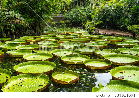 Amazonian lily in water, the largest aquatic plant in the world in Belem do Para, Brazil Amazonian lily in water, the largest aquatic plant in the world in Belem do Para, Brazil 139611071