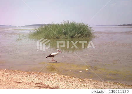 Storks by Calm Lake with Reeds. Minimal editorial view of storks fishing at a tranquil lakeside with reeds and still water, perfect for stock use. Storks by Calm Lake with Reeds. Minimal editorial view of storks fishing at a tranquil lakeside with reeds and still water, perfect for stock use. 139611120