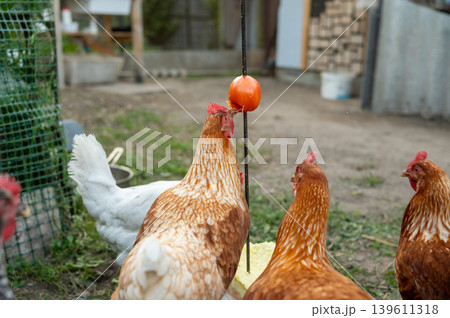 Chickens pecking at hanging tomato in outdoor farm enclosure Chickens pecking at hanging tomato in outdoor farm enclosure 139611318