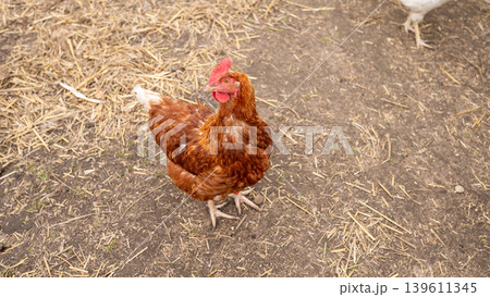 Red brown hen standing on farmyard straw covered dirt 139611345