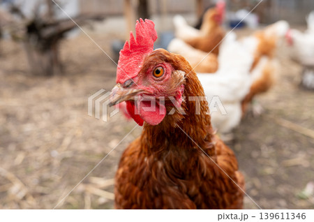 Brown hen looking toward camera in outdoor farmyard during day 139611346