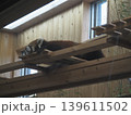 東山動物園2（レッサーパンダのお昼寝） 139611502