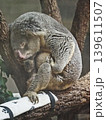 東山動物園6（コアラ） 139611507