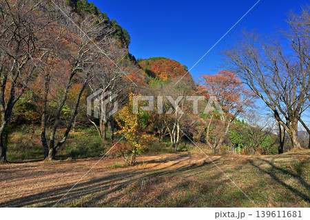 紅葉の屏風岩公苑(奈良県宇陀郡曽爾村) 紅葉の屏風岩公苑(奈良県宇陀郡曽爾村) 139611681