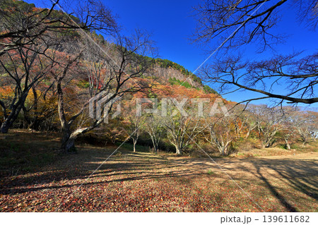 紅葉の屏風岩公苑(奈良県宇陀郡曽爾村) 紅葉の屏風岩公苑(奈良県宇陀郡曽爾村) 139611682
