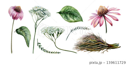 Yarrow, echinacea and licorice root watercolor set. Isolated herbal botanical illustration for immune system medicine packaging, cold defense wellness tea branding, flu remedy remedy design Yarrow, echinacea and licorice root watercolor set. Isolated herbal botanical illustration for immune system medicine packaging, cold defense wellness tea branding, flu remedy remedy design 139611729