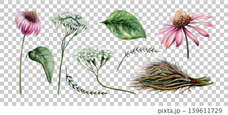 Yarrow, echinacea and licorice root watercolor set. Isolated herbal botanical illustration for immune system medicine packaging, cold defense wellness tea branding, flu remedy remedy design Yarrow, echinacea and licorice root watercolor set. Isolated herbal botanical illustration for immune system medicine packaging, cold defense wellness tea branding, flu remedy remedy design 139611729