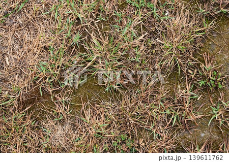 Natural background of dry brown grass mixed with first green sprouts in early spring Natural background of dry brown grass mixed with first green sprouts in early spring 139611762