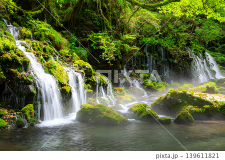 鳥海山・飛島ジオパーク 苔むす元滝伏流水の風景 鳥海山・飛島ジオパーク 苔むす元滝伏流水の風景 139611821