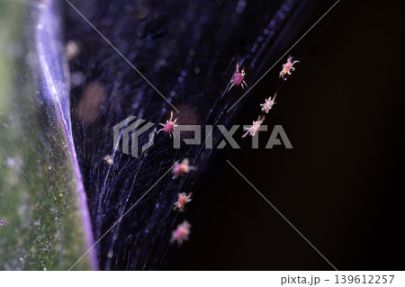Tetranychus urticae red spider mite or two-spotted spider mite 139612257