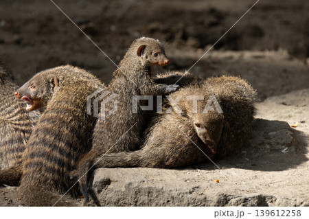 Banded Mongoose, group with baby, Mungos mungo 139612258