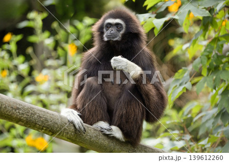 lar gibbon white-handed gibbon, an endangered primate in the gibbon family lar gibbon white-handed gibbon, an endangered primate in the gibbon family 139612260