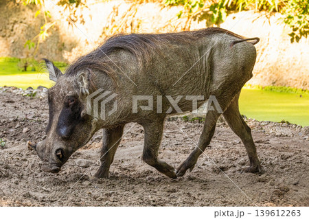 common warthog, standing very near by 139612263