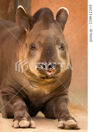 portrait of Tapirus terrestris portrait of Tapirus terrestris 139612264
