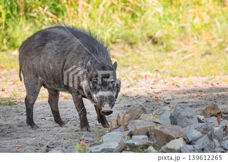 Big adult boar of Visayan warty pig Sus cebifrons Big adult boar of Visayan warty pig Sus cebifrons 139612265