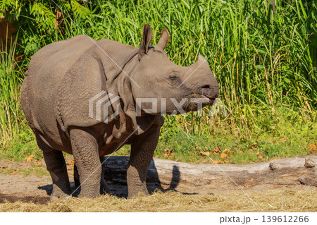 portrait of an adult rhinoceros on a sunny day on a natural background 139612266