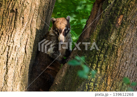South American Coati, or Ring-tailed Coati Nasua nasua South American Coati, or Ring-tailed Coati Nasua nasua 139612268