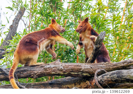 Goodfellow's Tree Kangaroo, portrait of very cute rare red animal. Goodfellow's Tree Kangaroo, portrait of very cute rare red animal. 139612269