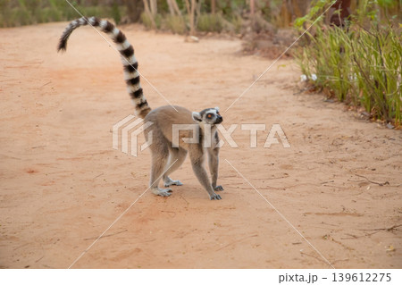 ring-tailed lemur, Lemur catta at Madagascar 139612275