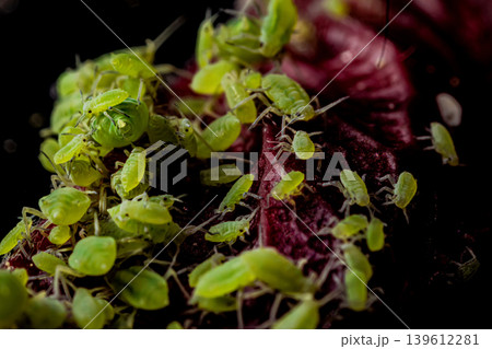 very close big macro portrait of aphids 139612281