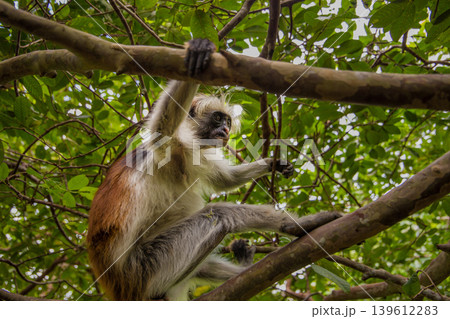 Zanzibar red king colobus closeup Zanzibar red king colobus closeup 139612283