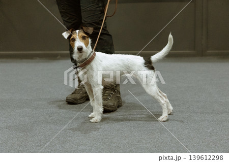 Jack russel terrier with woman 139612298