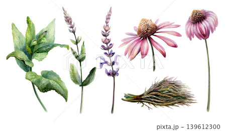 Sage, licorice root and echinacea for cold and flu relief. Watercolor herbal set for cough syrup packaging, sore throat remedy, immune system support tea branding and pharmacy medicine design 139612300