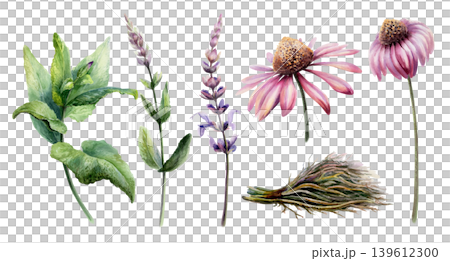 Sage, licorice root and echinacea for cold and flu relief. Watercolor herbal set for cough syrup packaging, sore throat remedy, immune system support tea branding and pharmacy medicine design 139612300