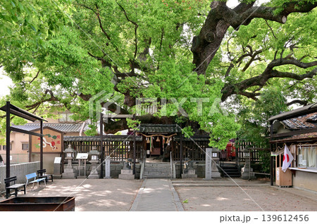 三島神社の薫蓋樟（大阪府門真市） 139612456
