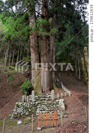 花背の三本杉(京都府京都市左京区) 花背の三本杉(京都府京都市左京区) 139612634