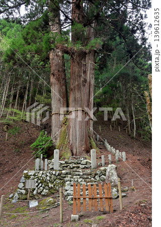 花背の三本杉(京都府京都市左京区) 花背の三本杉(京都府京都市左京区) 139612635