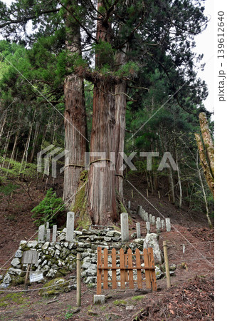 花背の三本杉(京都府京都市左京区) 花背の三本杉(京都府京都市左京区) 139612640