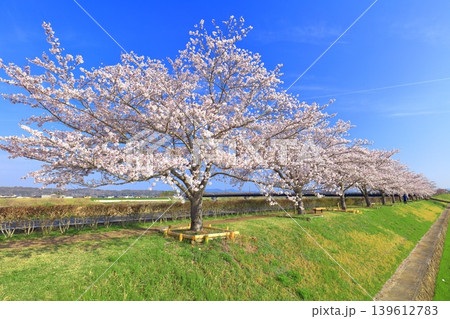 【兵庫県】おの桜づつみ回廊の満開の桜 139612783