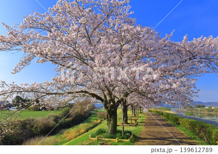 【兵庫県】おの桜づつみ回廊の満開の桜 139612789