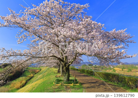 【兵庫県】おの桜づつみ回廊の満開の桜 139612790