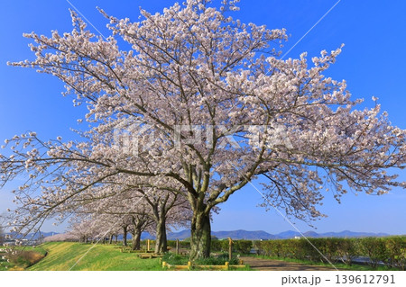 【兵庫県】おの桜づつみ回廊の満開の桜 【兵庫県】おの桜づつみ回廊の満開の桜 139612791