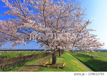 【兵庫県】おの桜づつみ回廊の満開の桜 【兵庫県】おの桜づつみ回廊の満開の桜 139612793