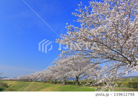 【兵庫県】おの桜づつみ回廊の満開の桜 【兵庫県】おの桜づつみ回廊の満開の桜 139612798