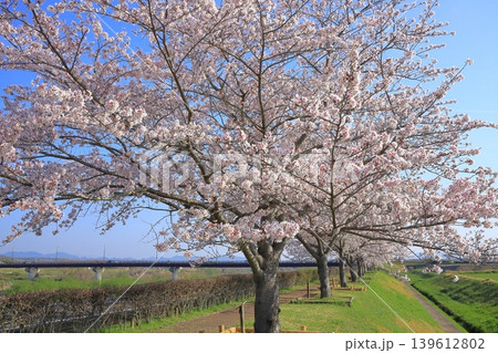 【兵庫県】おの桜づつみ回廊の満開の桜 【兵庫県】おの桜づつみ回廊の満開の桜 139612802