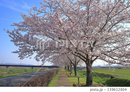 【兵庫県】おの桜づつみ回廊の満開の桜 【兵庫県】おの桜づつみ回廊の満開の桜 139612804