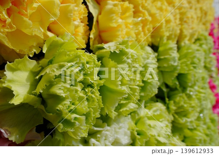 フリル咲きの緑と黄色の葉牡丹の花壇 フリル咲きの緑と黄色の葉牡丹の花壇 139612933