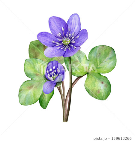Spring flowers. Watercolor bouquet of purple flowers with green leaves. Hand drawn anemone hepatica, liverwort. Ideal for prints, stationery, wedding design, packaging and branding 139613266