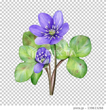 Spring flowers. Watercolor bouquet of purple flowers with green leaves. Hand drawn anemone hepatica, liverwort. Ideal for prints, stationery, wedding design, packaging and branding Spring flowers. Watercolor bouquet of purple flowers with green leaves. Hand drawn anemone hepatica, liverwort. Ideal for prints, stationery, wedding design, packaging and branding 139613266