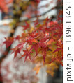 鮮やかに色づく紅葉のもみじを接写した秋の風景 美しいボケ感の自然背景写真 139613451