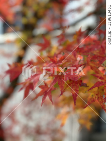 鮮やかに色づく紅葉のもみじを接写した秋の風景 美しいボケ感の自然背景写真 鮮やかに色づく紅葉のもみじを接写した秋の風景 美しいボケ感の自然背景写真 139613451