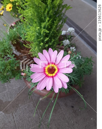 ピンク色の花を咲かせる小さな植物 ピンク色の花を咲かせる小さな植物 139613626