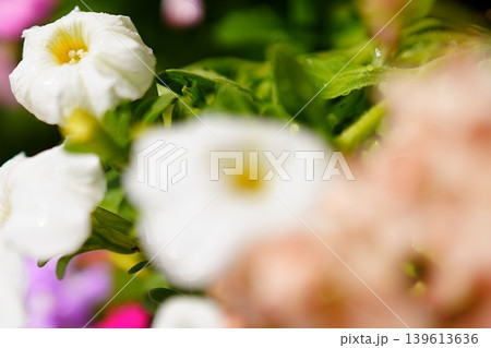 白い花と柔らかなボケが彩る春の花壇 139613636